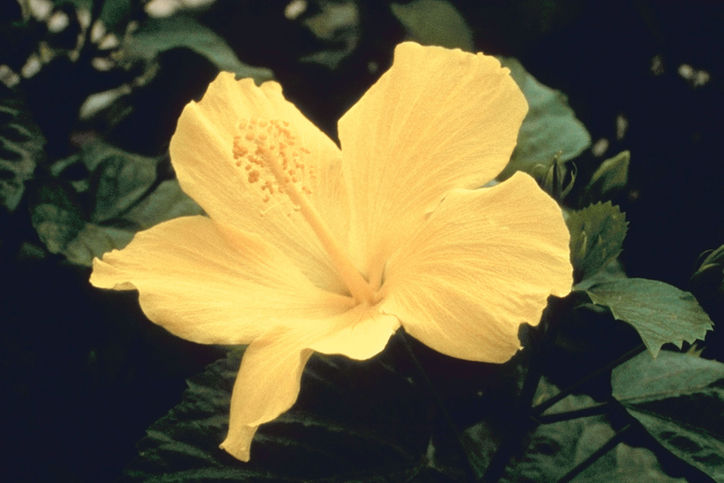 Pua Aloalo